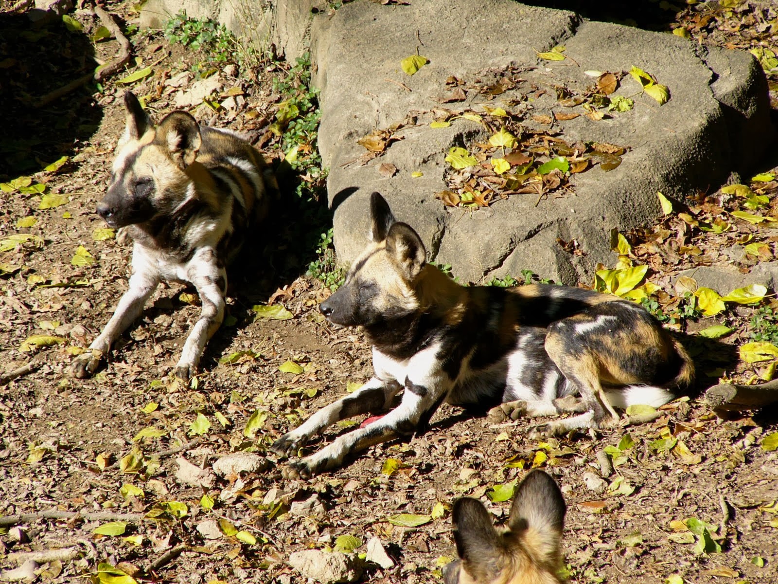 Any One African Wild Dog HD Wallpaper