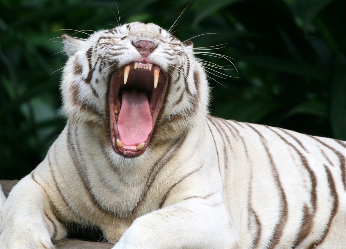 White Tiger Wallpaper Desktop White tiger desktop