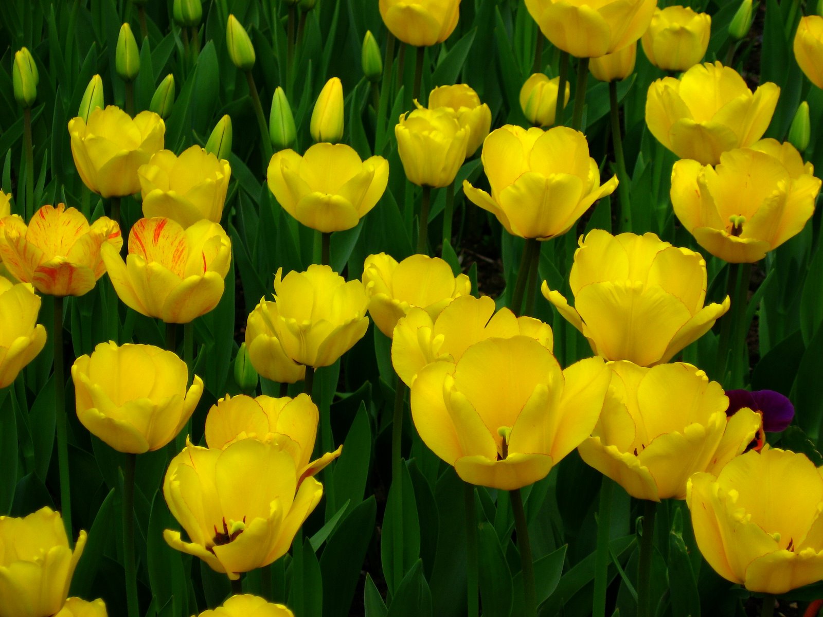 Flowers Image Yellow Tulip HD Wallpaper And Background Photos