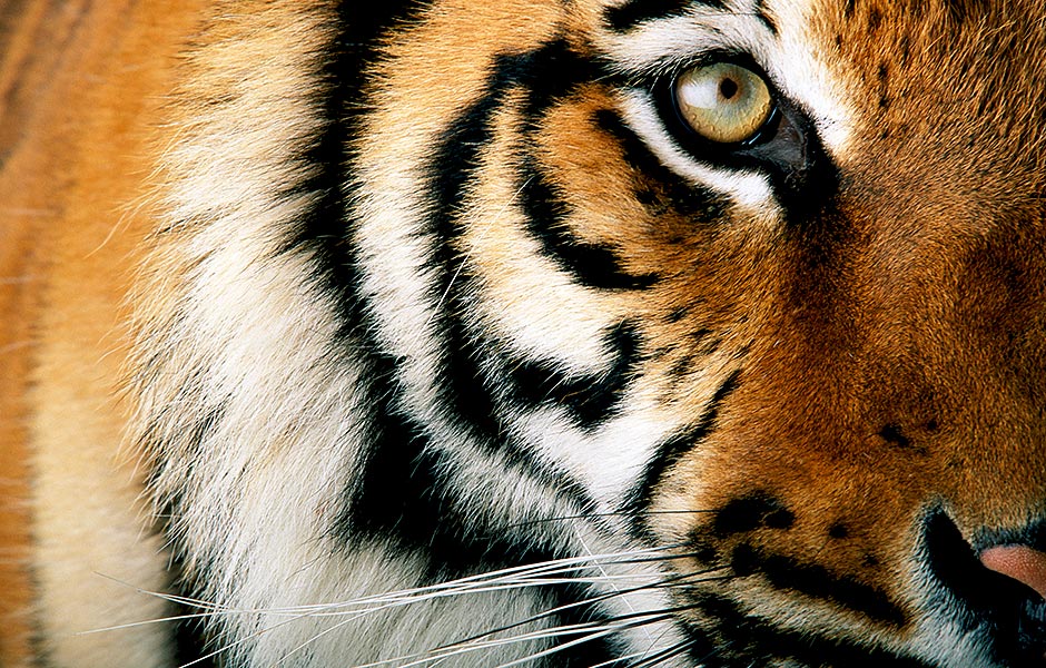 Schon gewusst Acht Geschichten ber Tiger   WWF Deutschland
