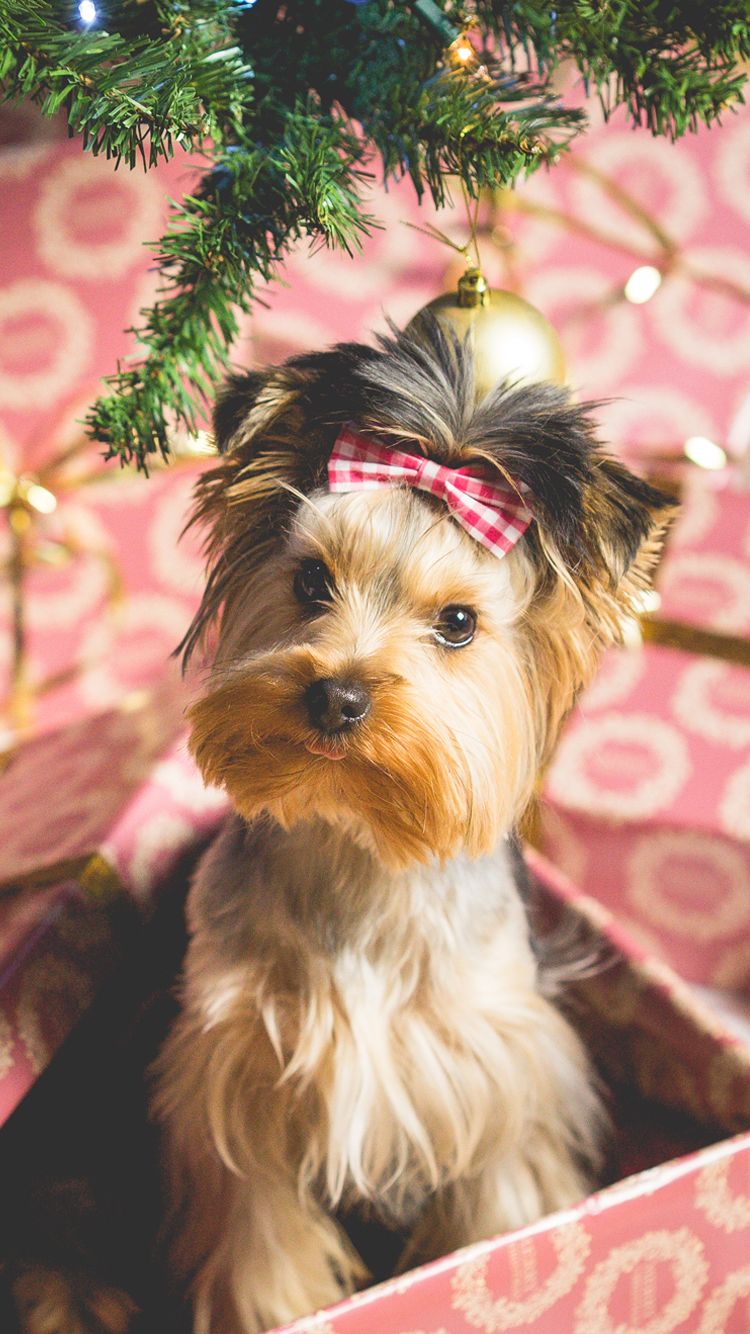 Cute Puppy Christmas Present iPhone 6 Wallpaper Dog wallpaper