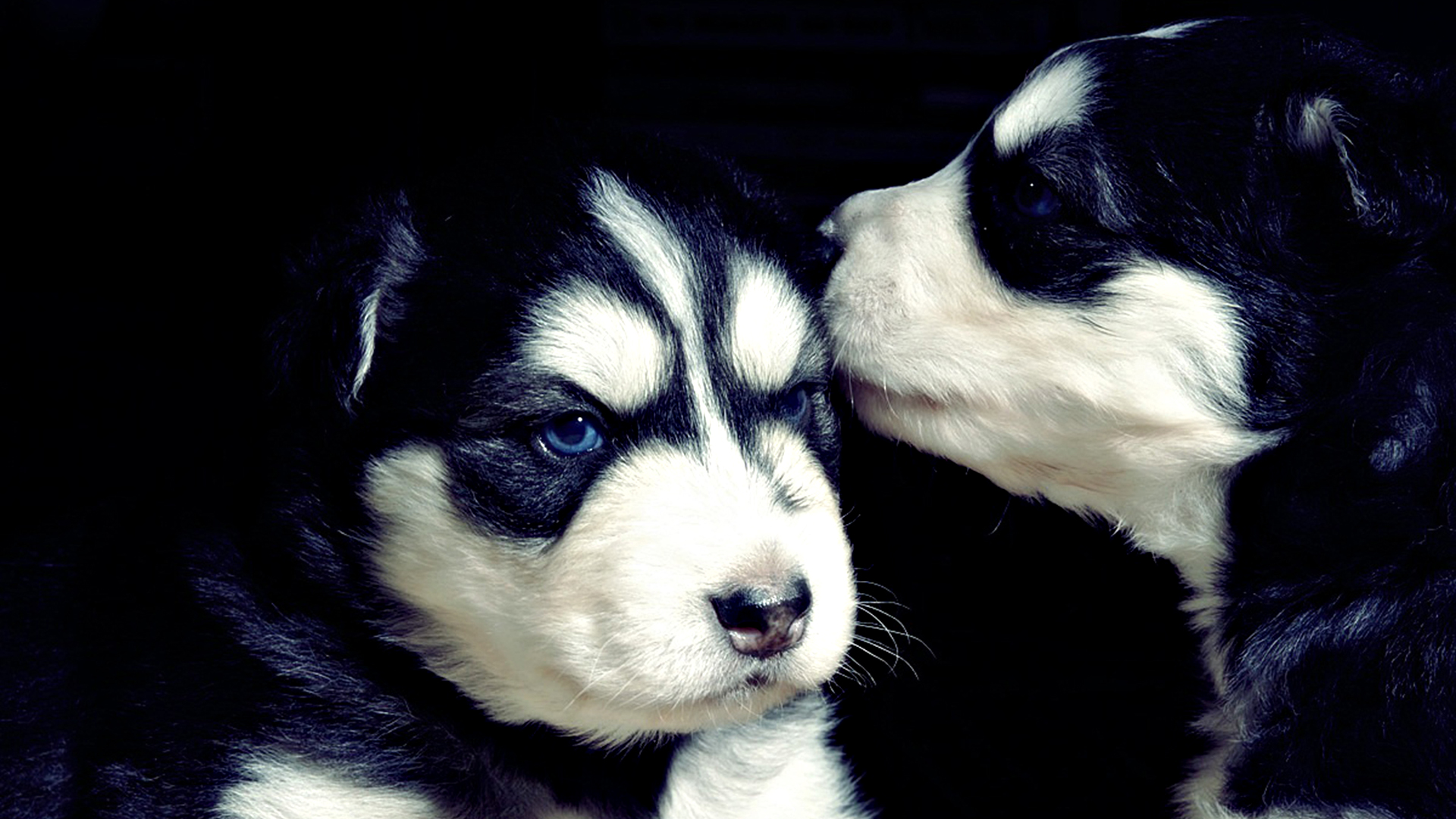 Dogs And Puppies Desktop Wallpaper