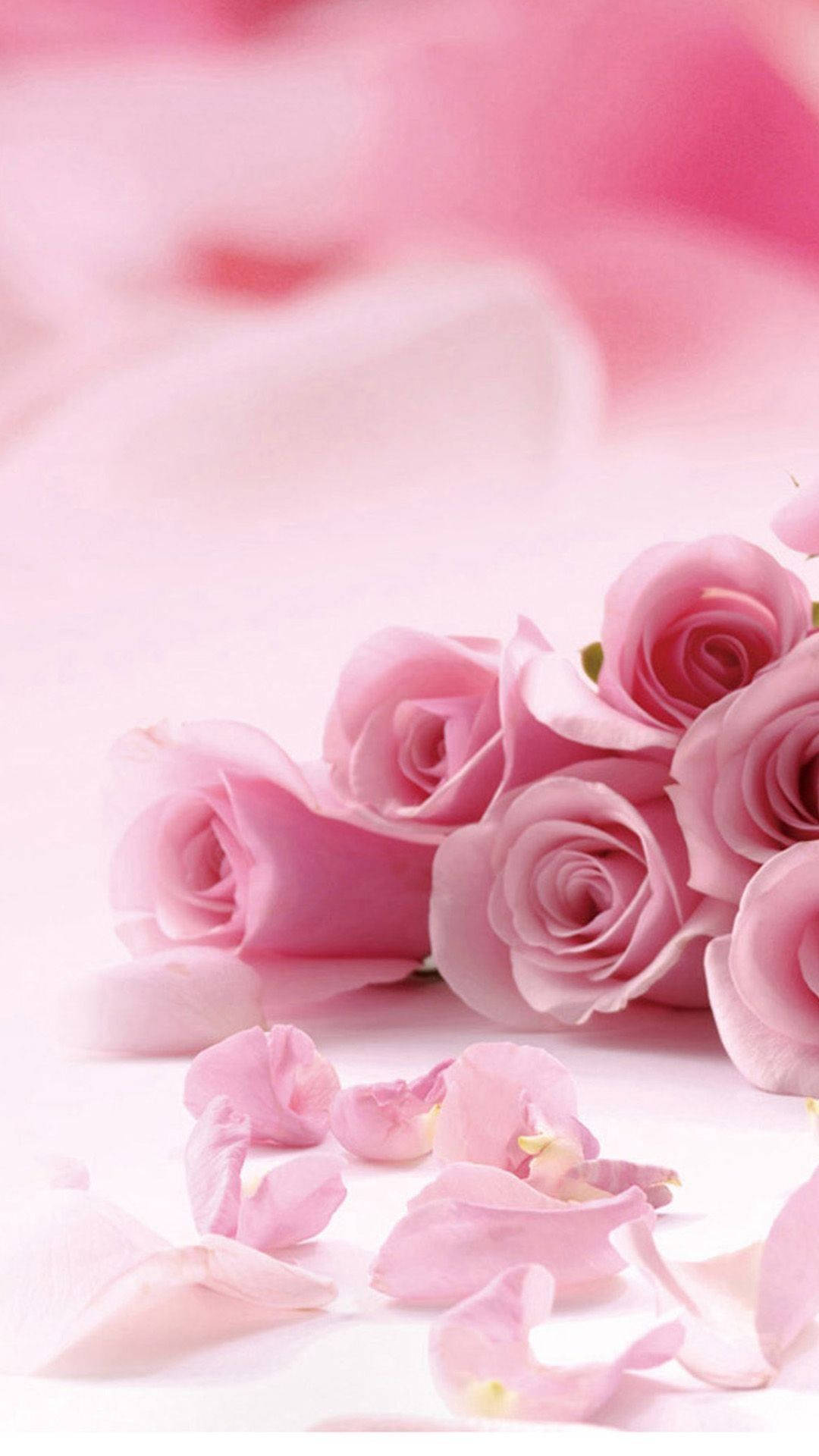 Pink Rose iPhone Wallpaper