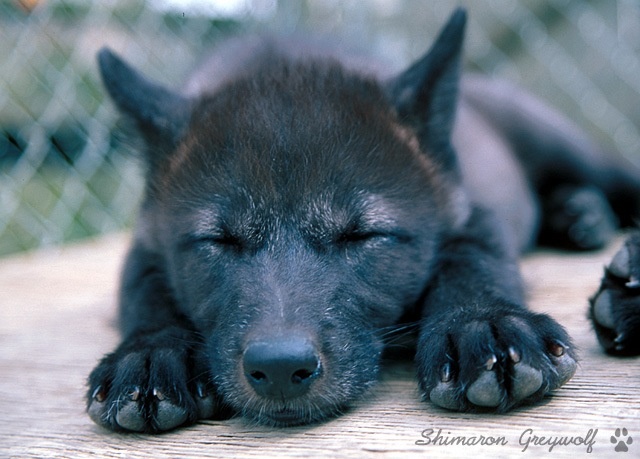 Baby Black Wolf Pup Tail Ll