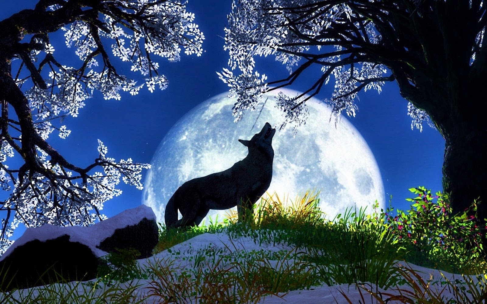 Beautiful Wolf Wallpaper For Desktop Most Places