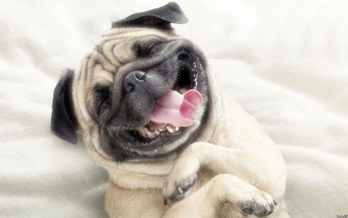 Dogs smiling funny animals wallpaper 1920x1200 9302 WallpaperUP