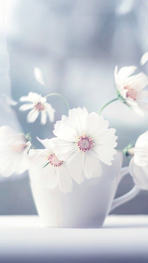 iPhone Plus Wallpaper Screensavers Flowers Flower
