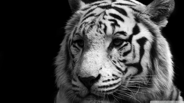 White Black And Animals Tigers Bengal Wallpaper