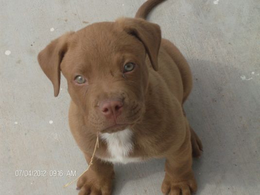 Cute Pit Bull Puppies Puppy Pictures