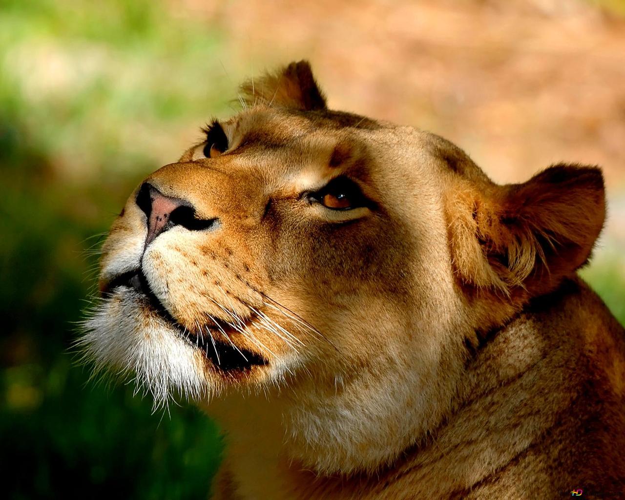 Beautiful Lioness HD Wallpaper