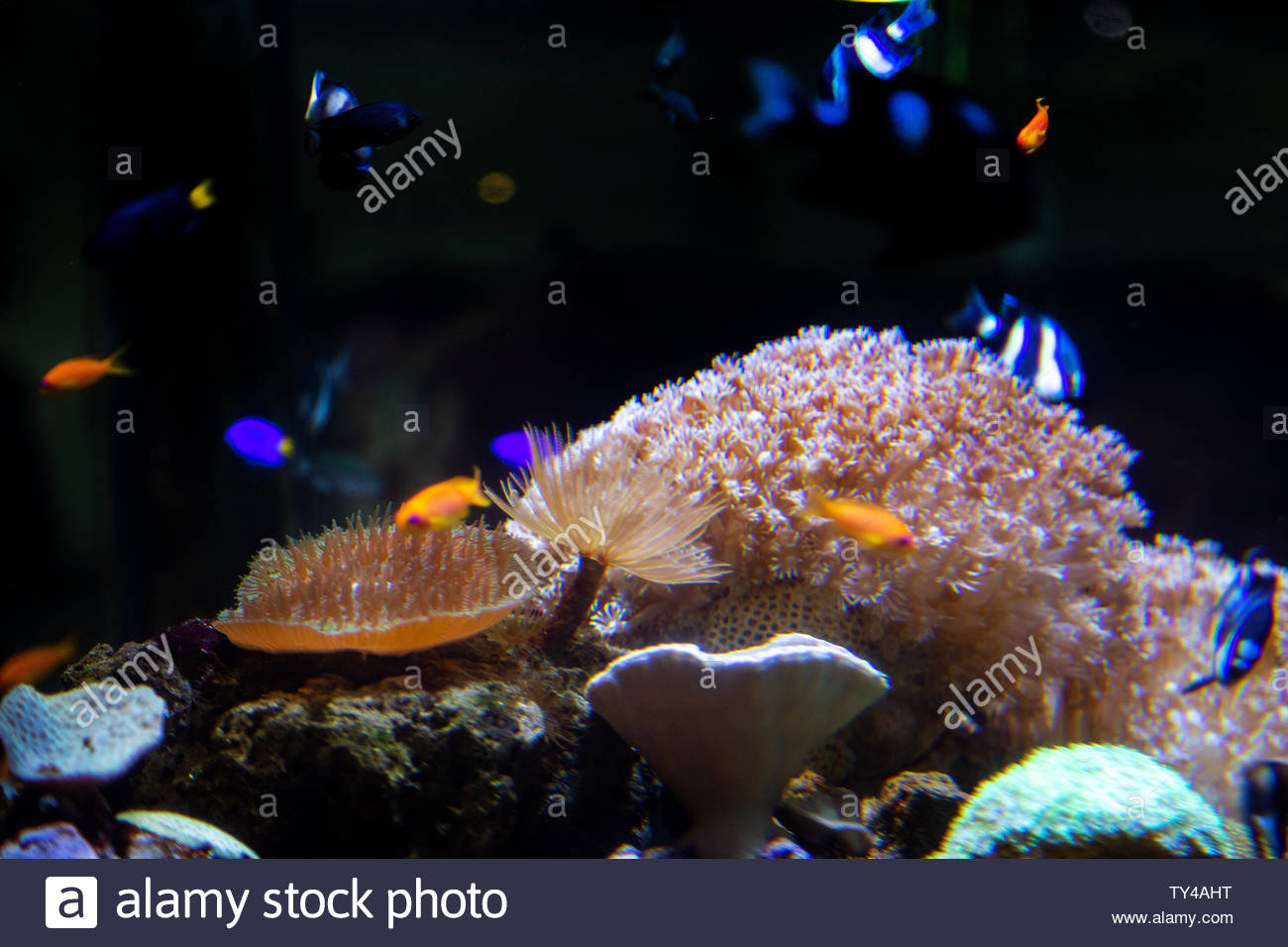 Water Tree In Aquarium With Fish Dark Background Stock Photo