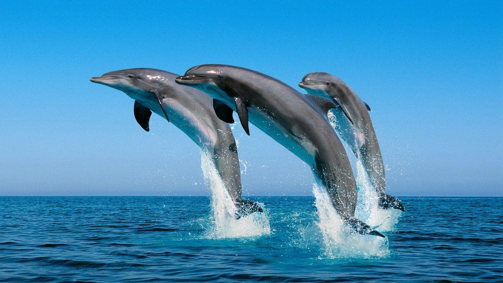 Water World Wallpaper Three Dolphins Jumping Out Of Synchronized