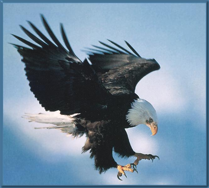 Top Hunting Background Eagle Image For