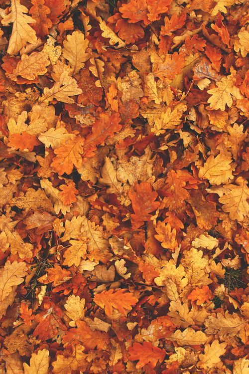 50 Autumn Iphone Wallpaper On Wallpapersafari - Fall Leaves Wallpaper Iphone
