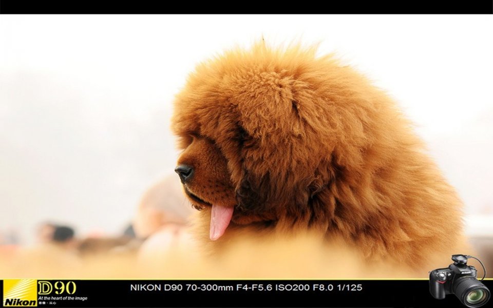 Park Shooting Tibetan Mastiff Show Pictures