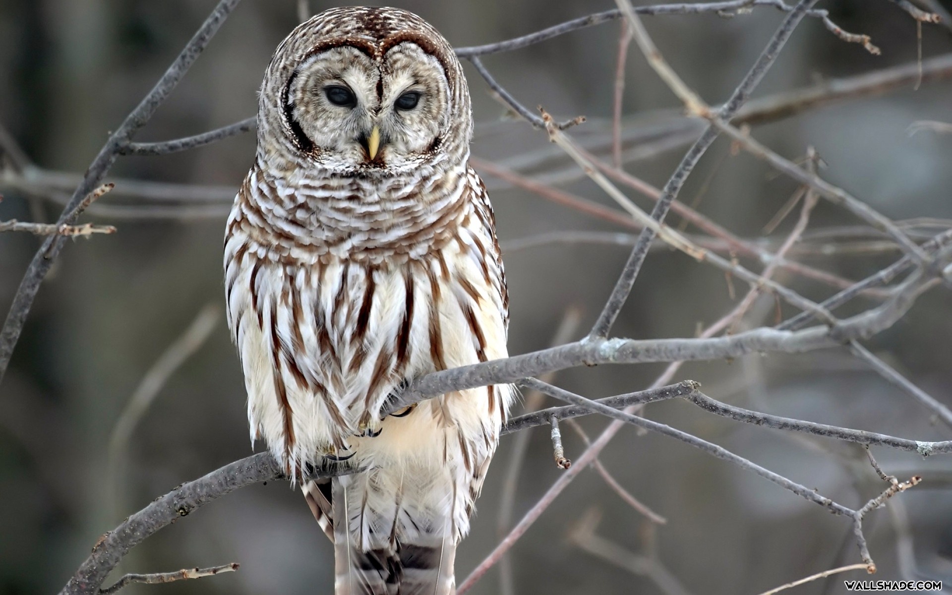 Home Animal Owl Desktop Wallpaper