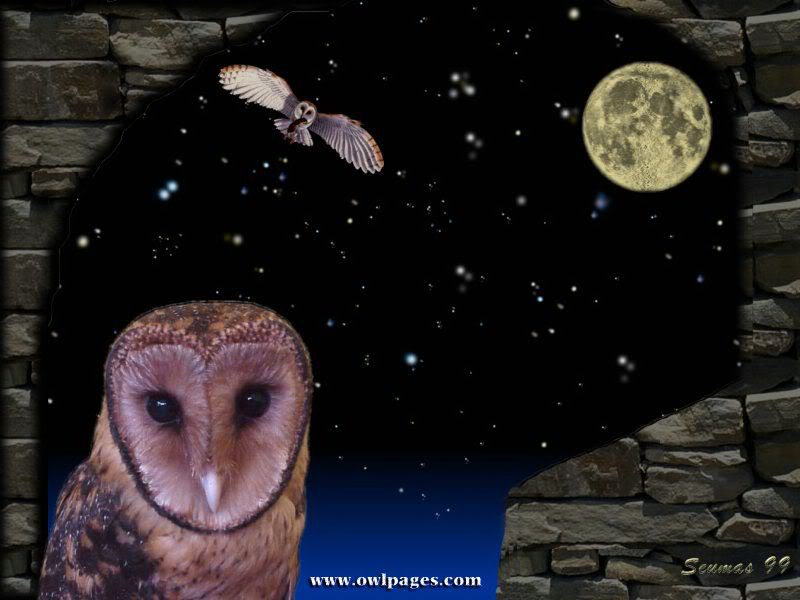 Owl Wallpaper Desktop Background