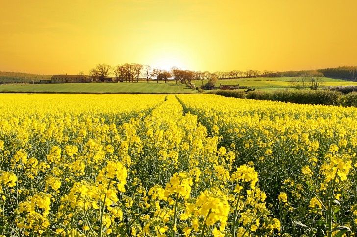 Yellow Field Flowers Grass House Landscape Nature Trees