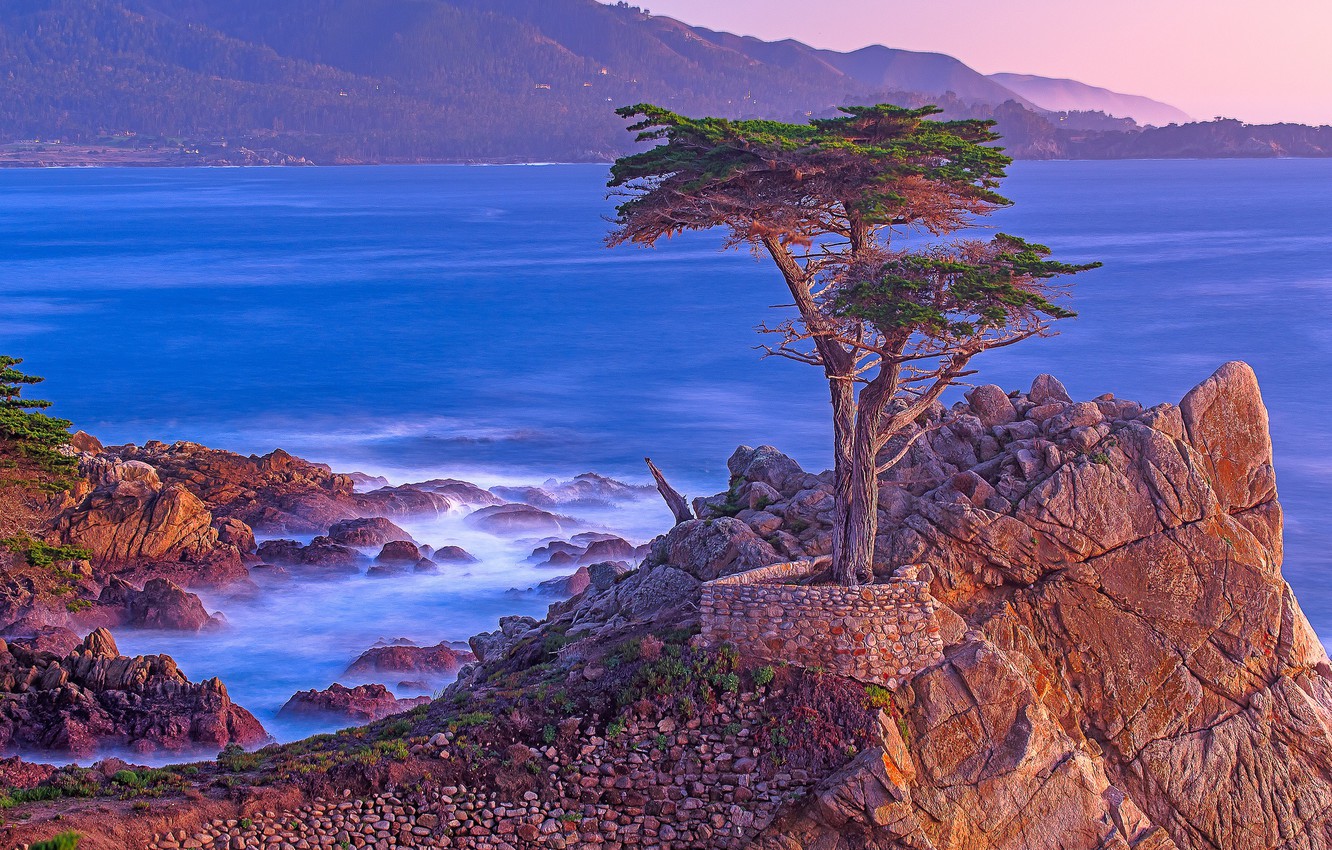 Wallpaper Sea Tree Rocks Ca Usa Monterey Lone Cypress Point