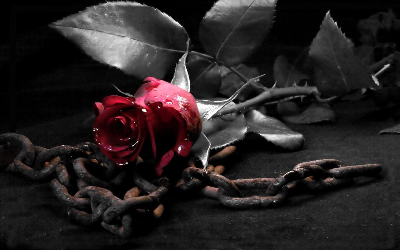 Rose wallpaper red dark Red Rose,