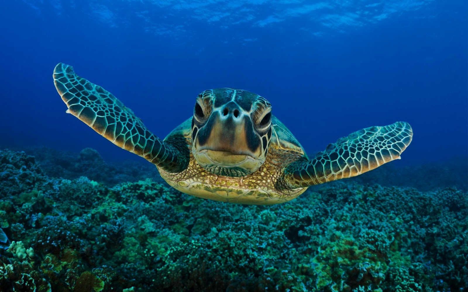 HD Animal Wallpaper With The Picture Of A Swimming Turtle Underwater