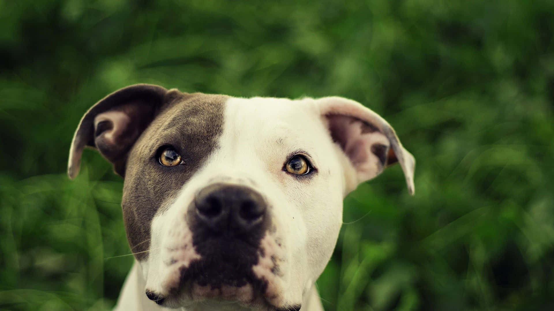 Dog Pitbull Wallpaper