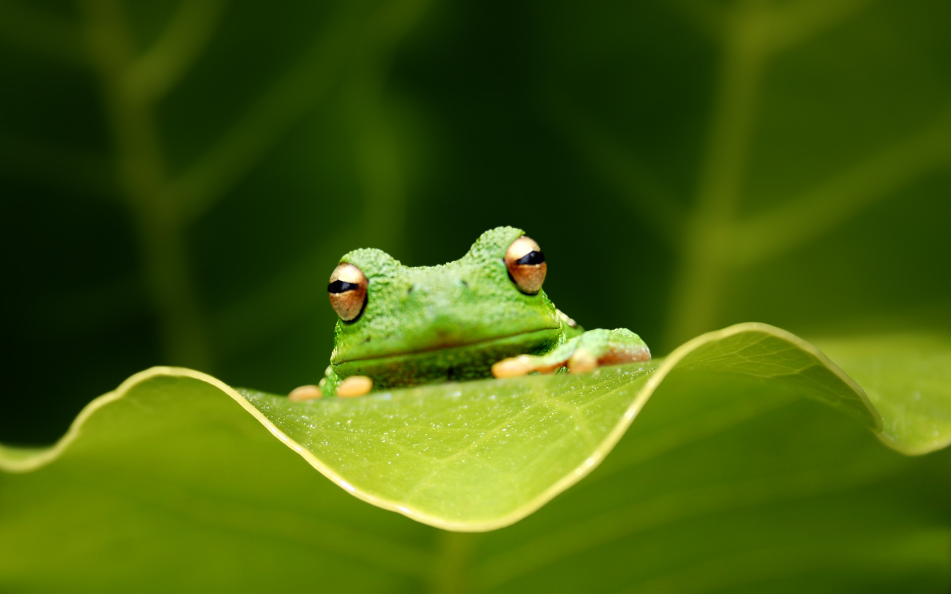 Frog Desktop Wallpaper Blending In Green Background