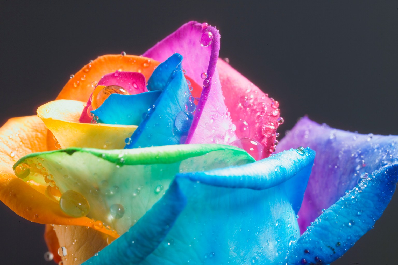 Pictures Of Different Color Roses HD Wallpaper Lovely