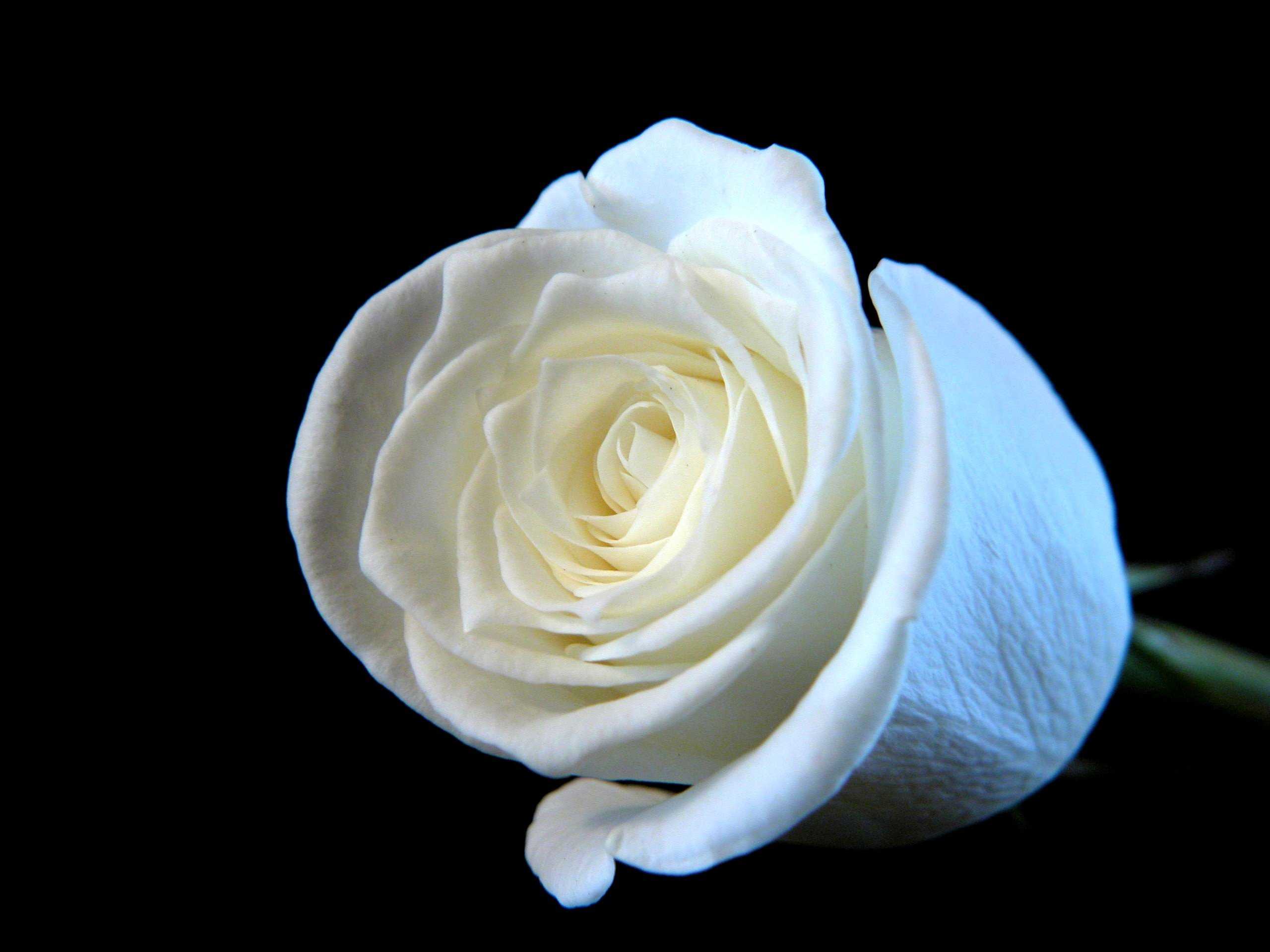 White Rose Wallpaper HD Umad