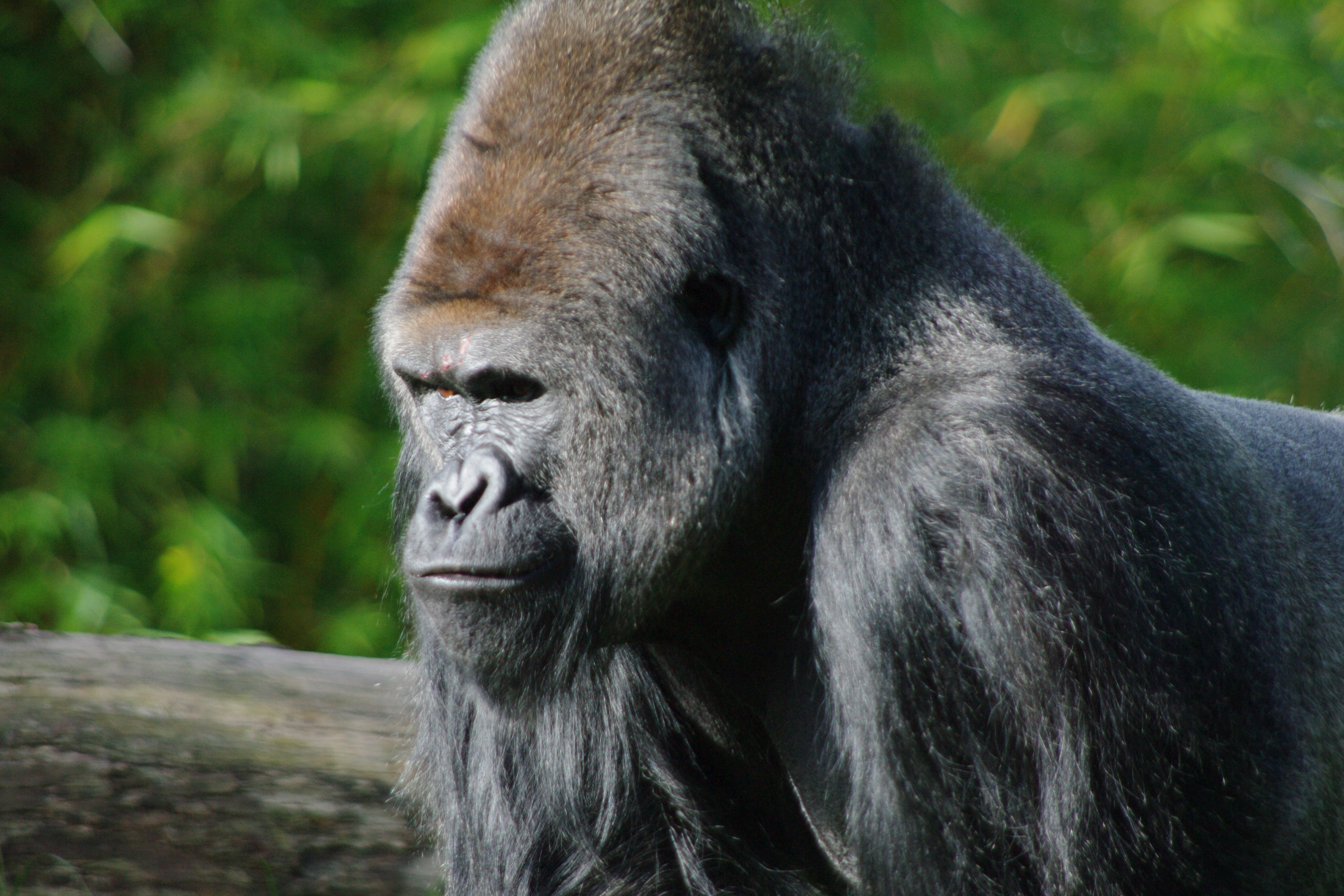 Gorilla Wallpaper Background On