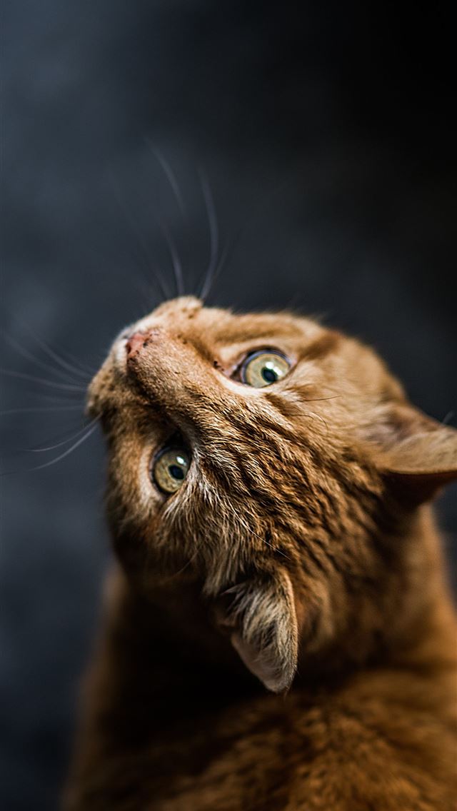 Best Cat iPhone HD Wallpaper