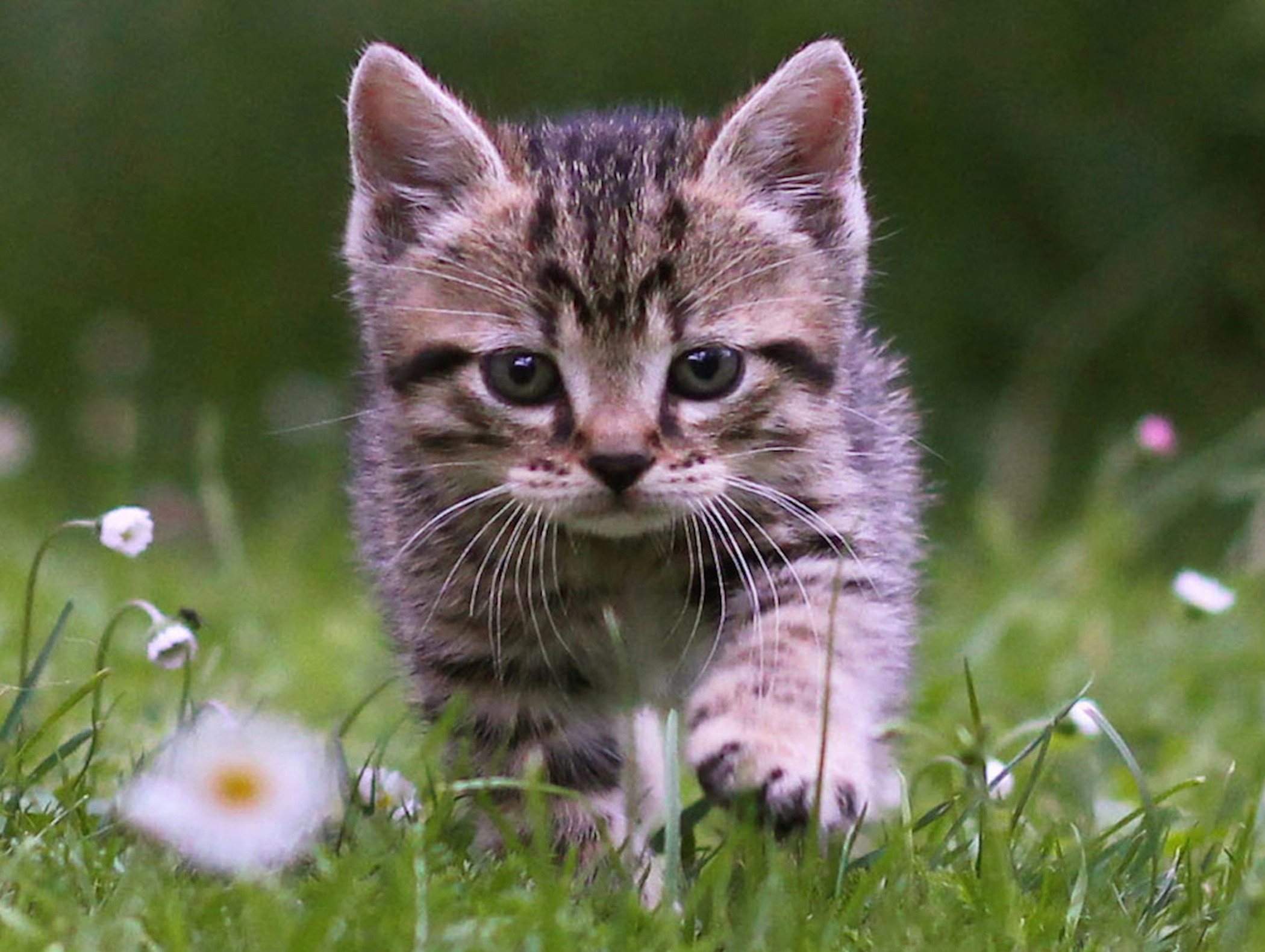 An adorable tabby kitten walks through a field of grass and small white flowers