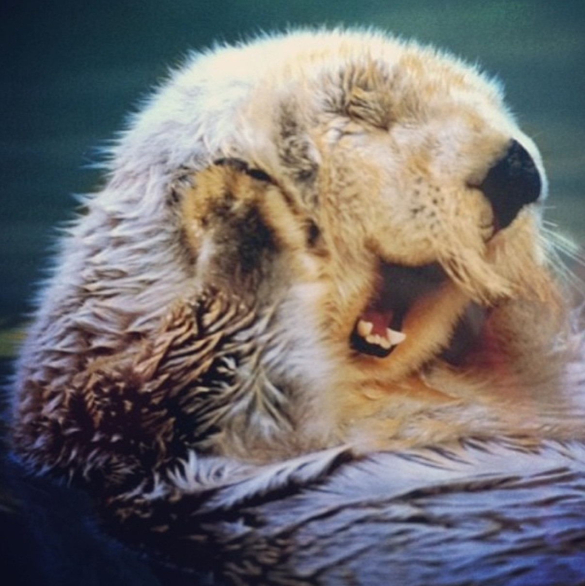 Cute Sea Otter Yawning This Is Too