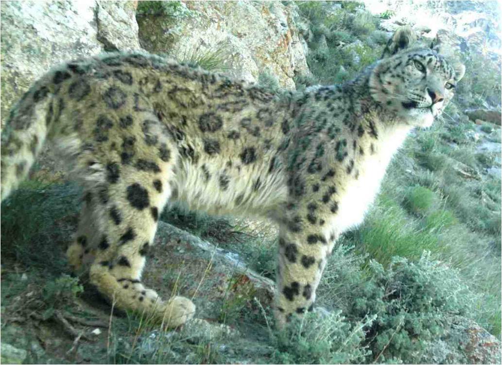 Snow Leopard Wikipedia