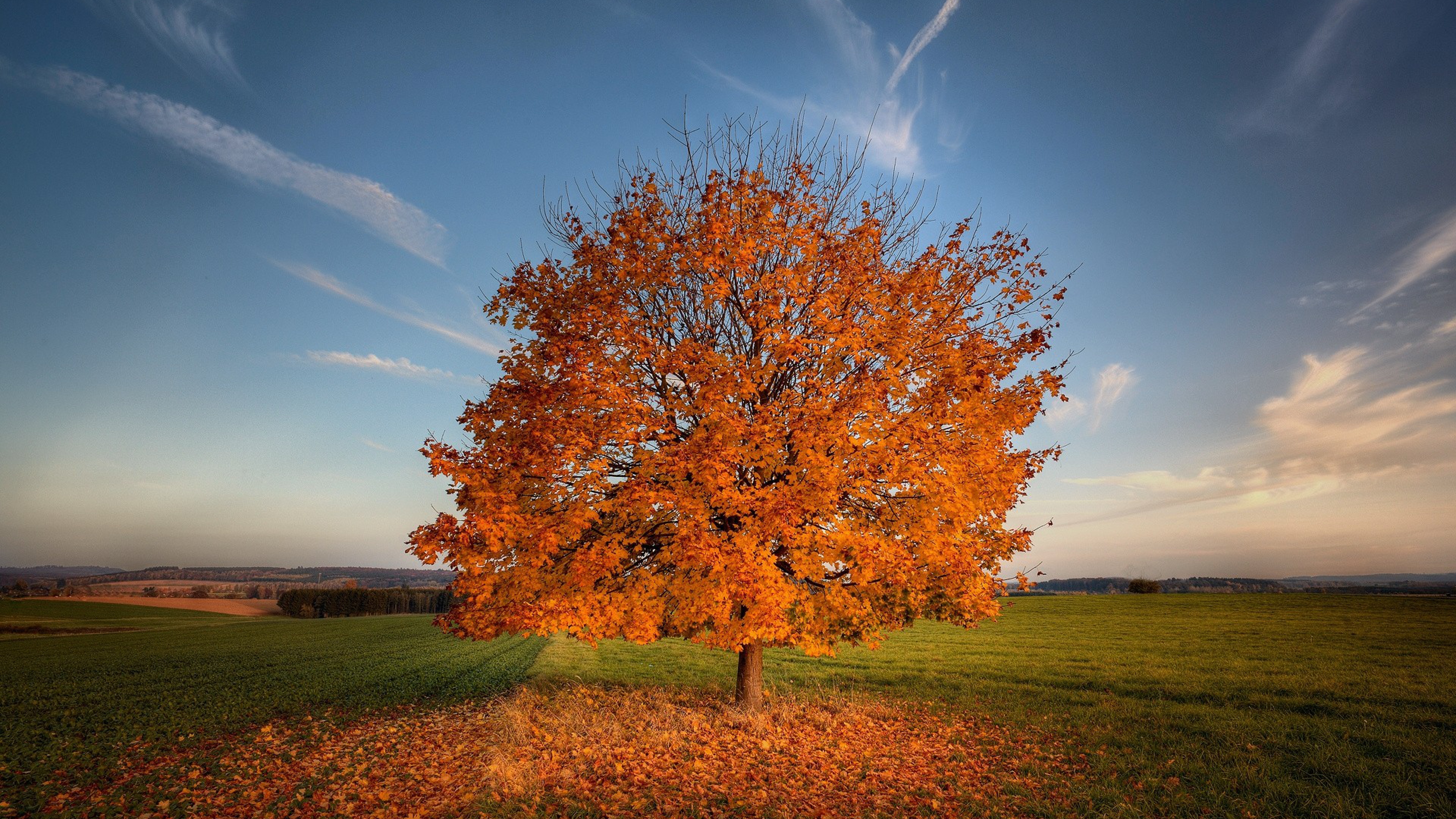 Tree Autumn Field HD Nature 4k Wallpaper Image