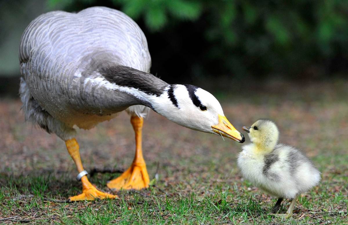 Bar Headed Mother Goose And Gosling Mama Seems To Me Talking