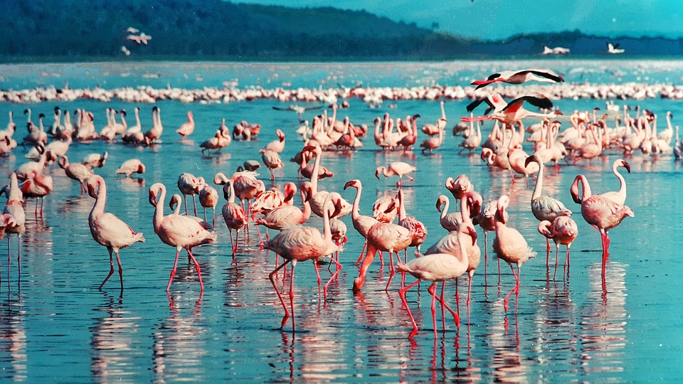 Pink Flamingo Lake Nakuru Kenya Photo On