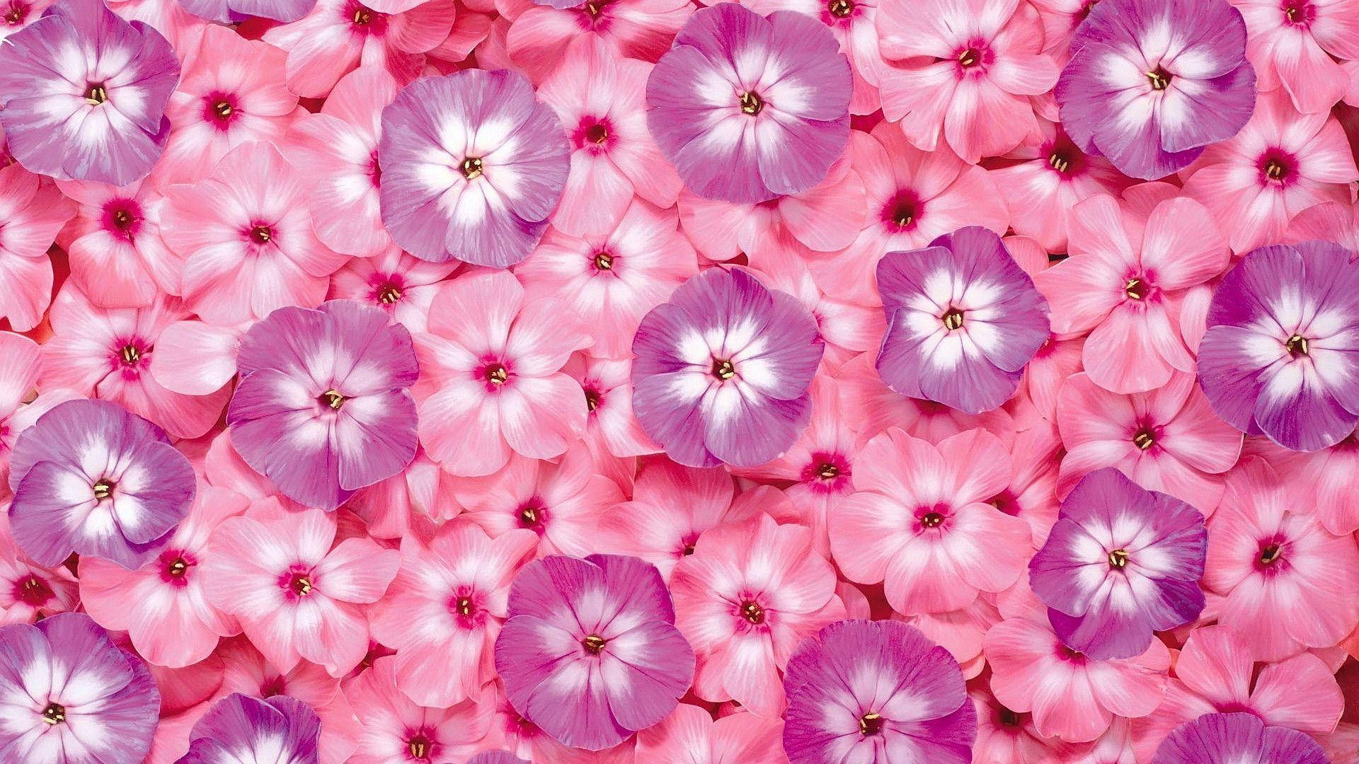 Pink Flowers Wallpaper