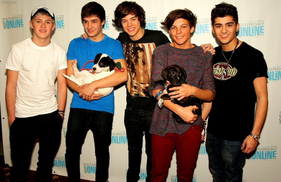 One Direction Puppies HD Wallpaper Jpg Wiki