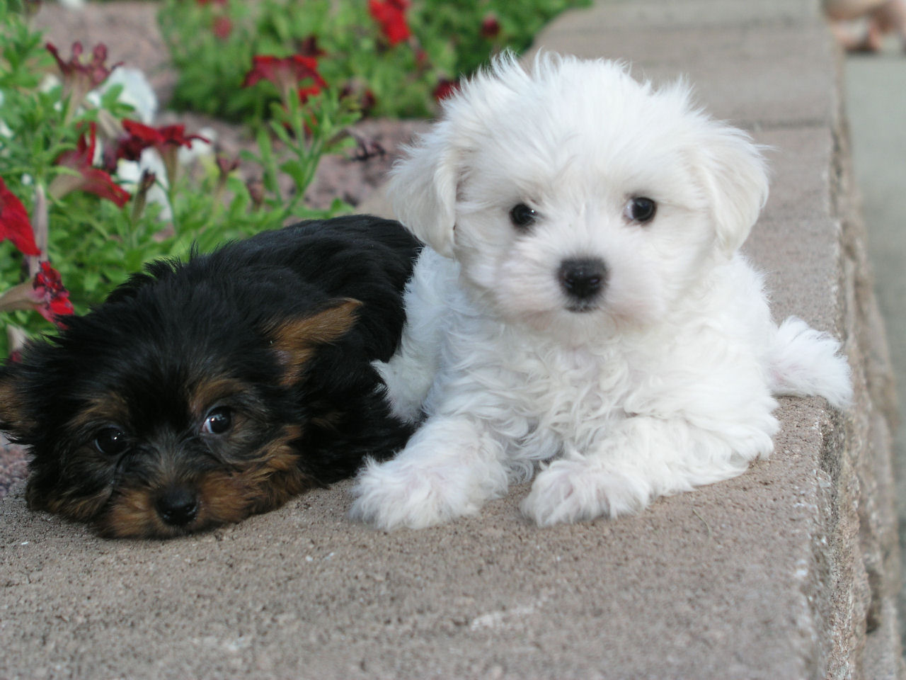 Shih Tzu Puppies Cute Pictures Hq Wallpaper Of Dogs
