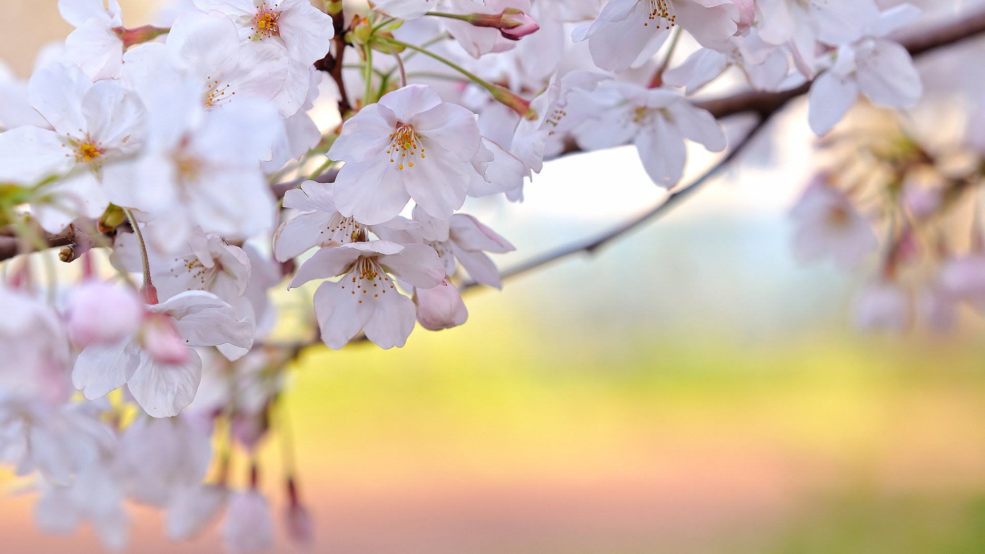 Sakura Flower From Japan HD Wallpaper