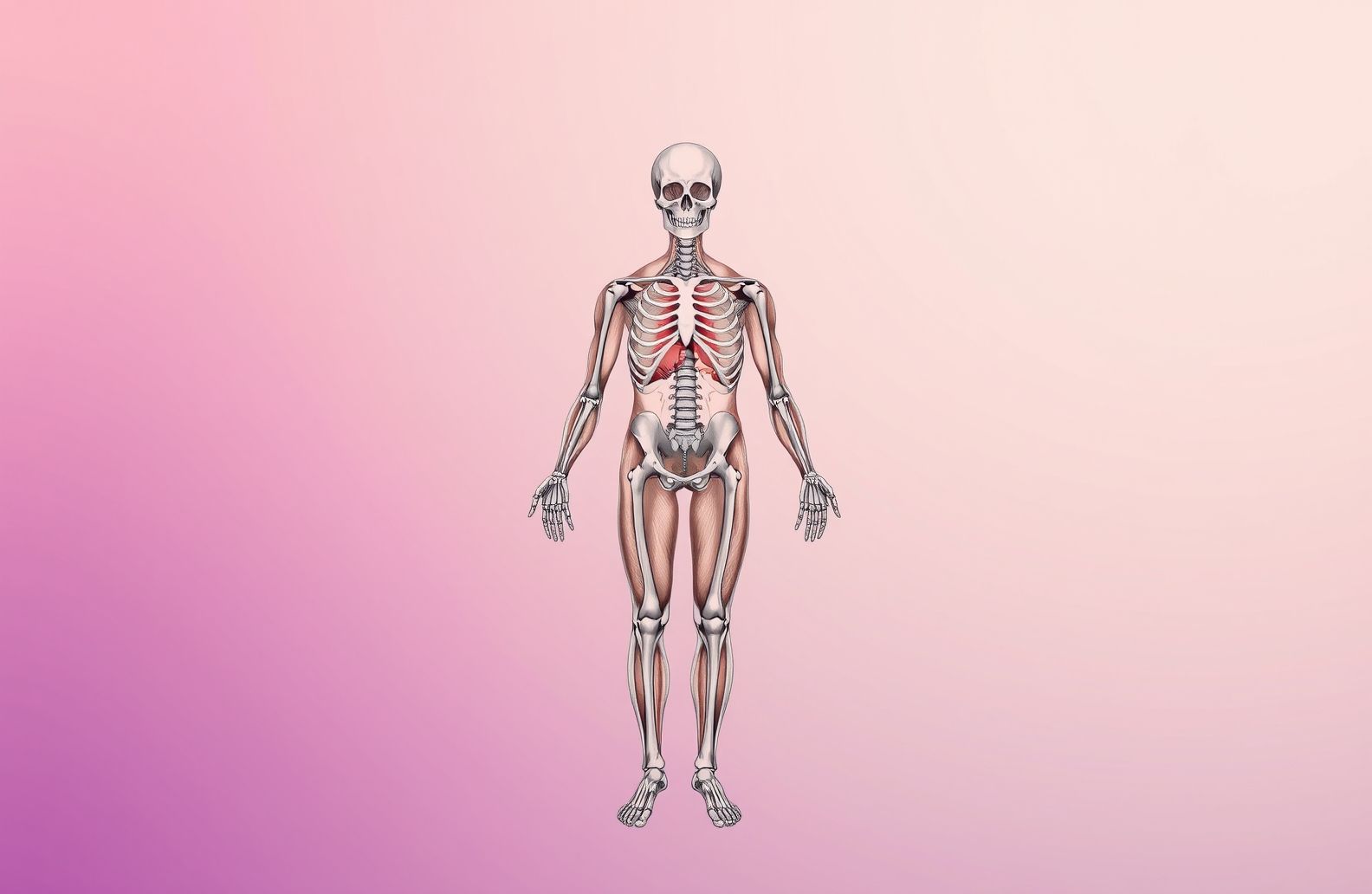 Anatomy Wallpaper