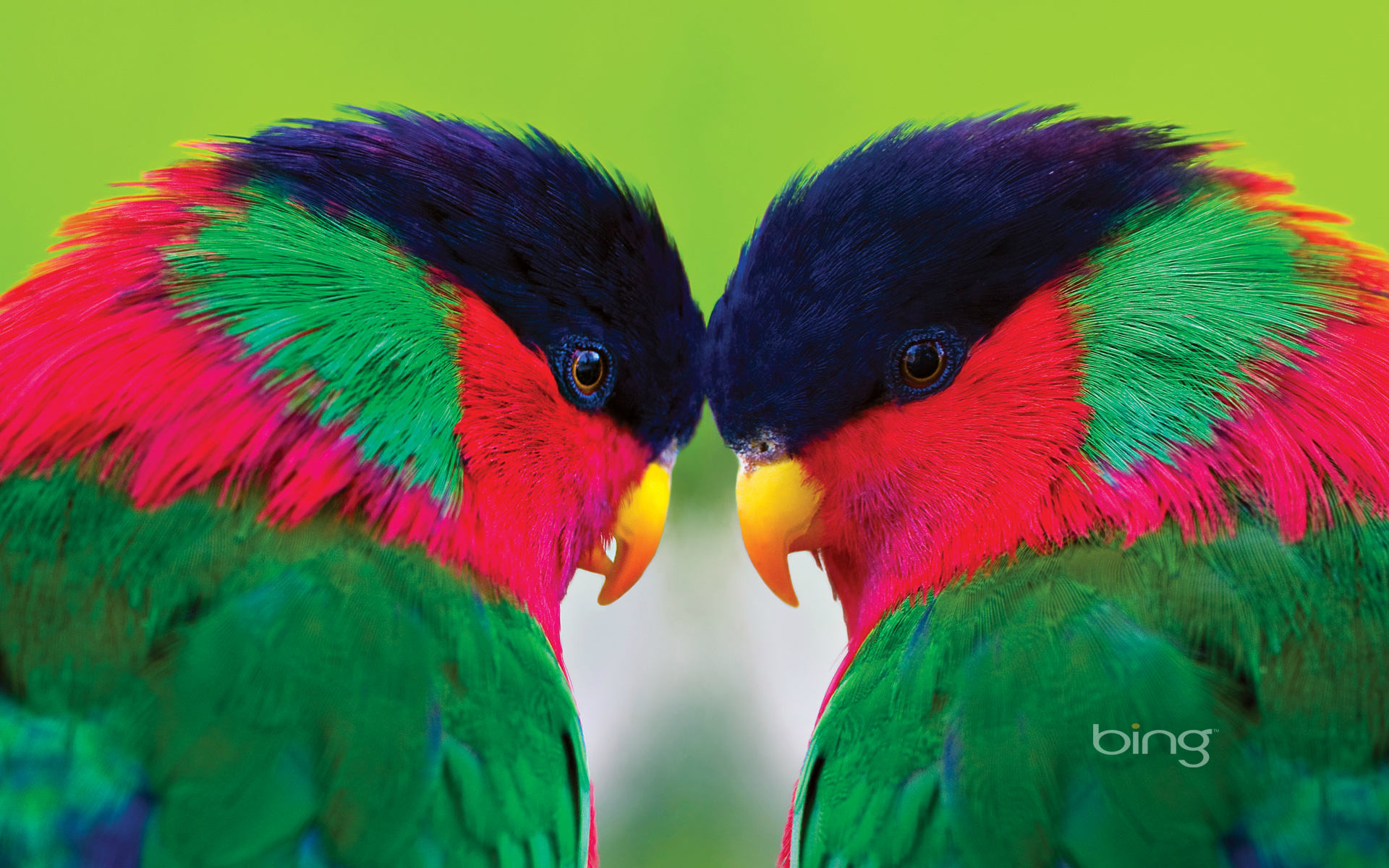 Most Beautiful Parrot HD Wallpapers Parrot HD Pictures