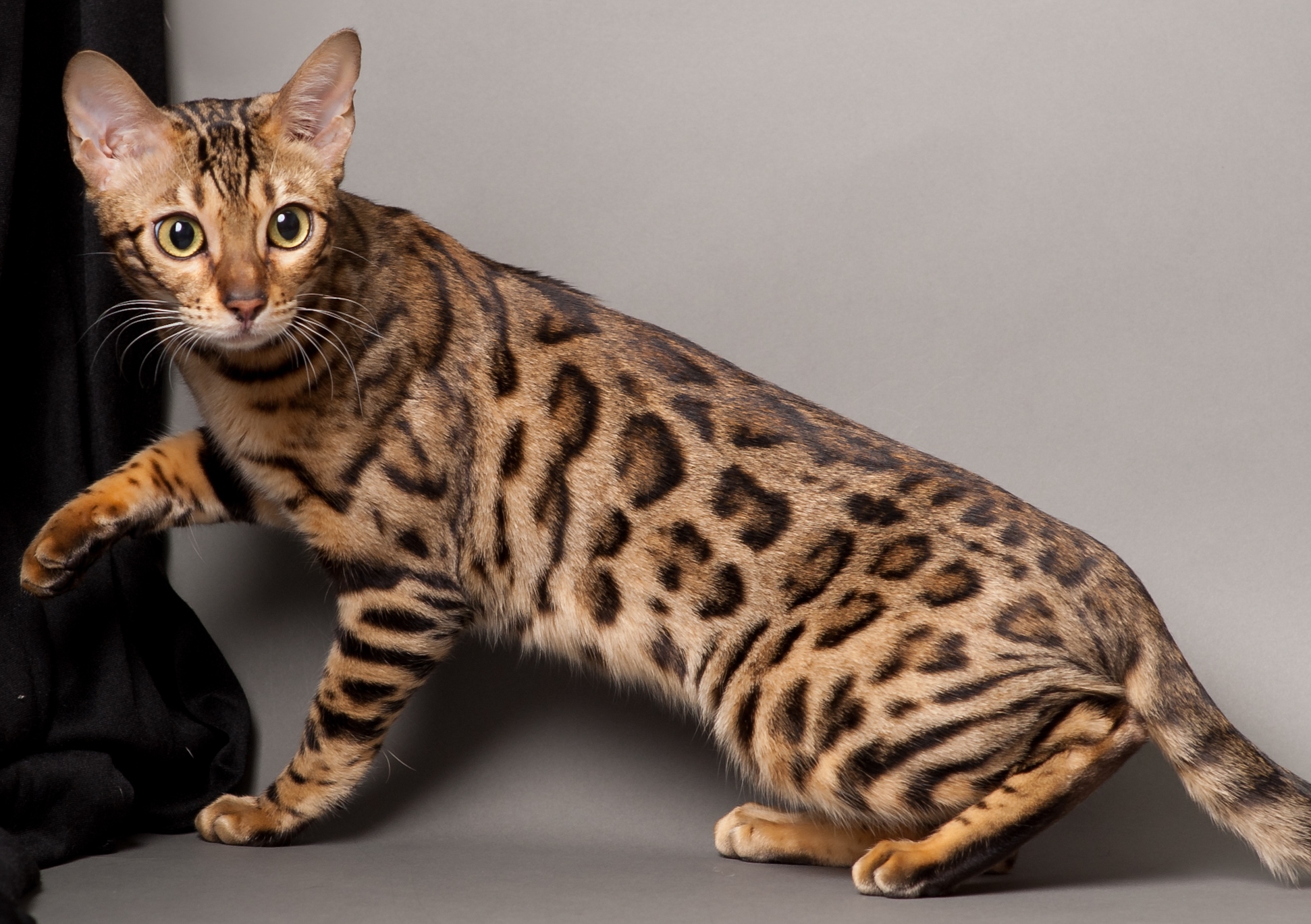 Bengal Cat Poses Wallpaper And Image Pictures Photos