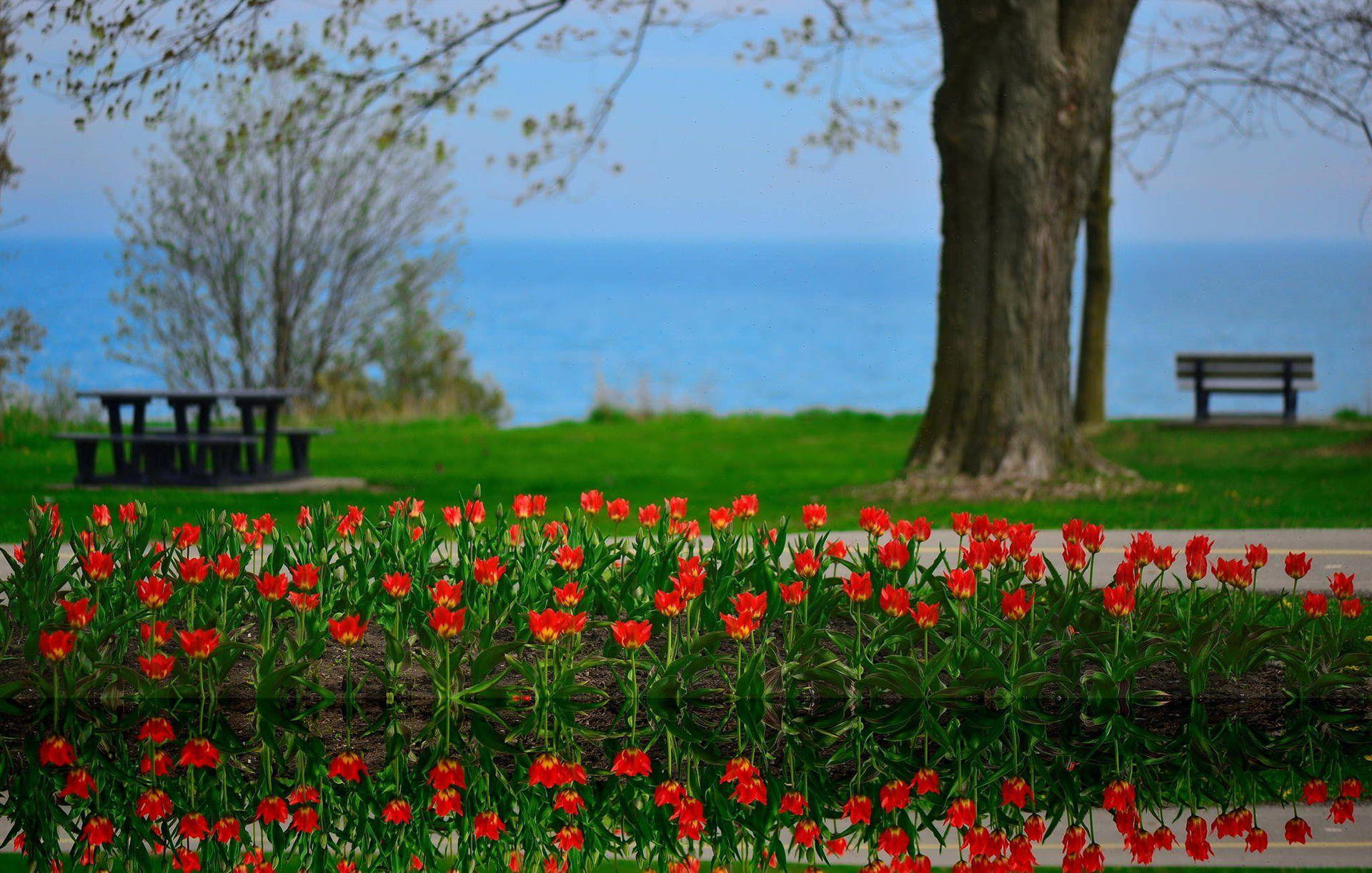 Enjoy The Most Beautiful Spring With Nature S Splendors Wallpaper