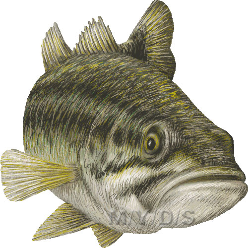 Largemouth Bass Black Bass clipart graphics Free clip art