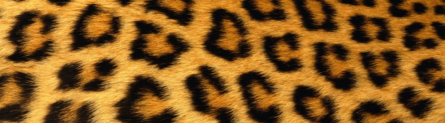 Displaying 15 Gallery Images For Sparkly Cheetah Print Background
