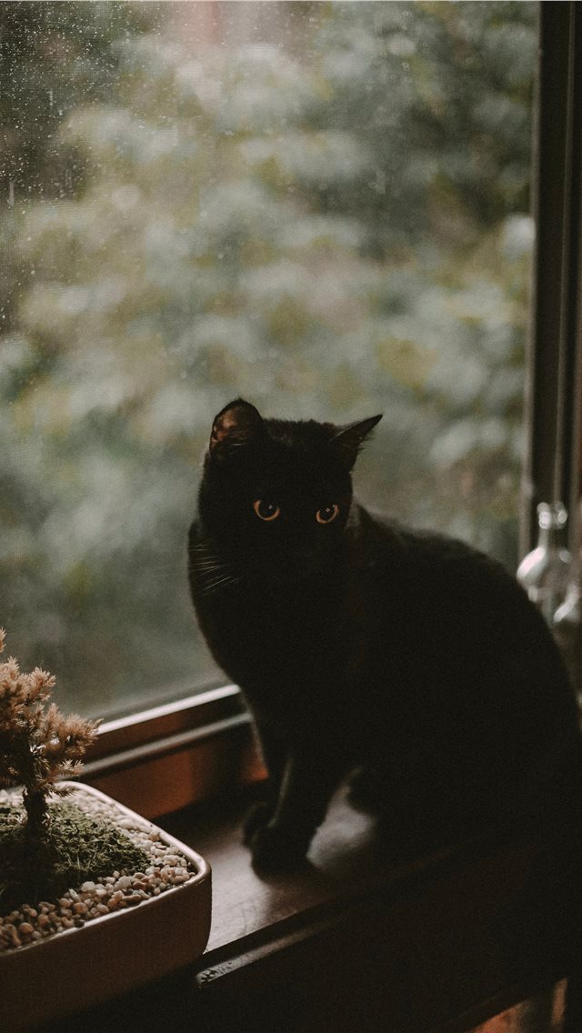 Best Cat iPhone HD Wallpaper