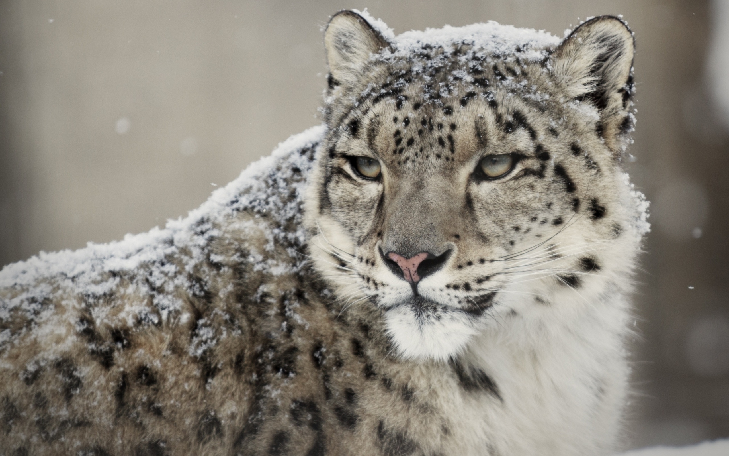 Close-up of a snow leopard in a snowy habitat, highlighting its thick fur and intense gaze
