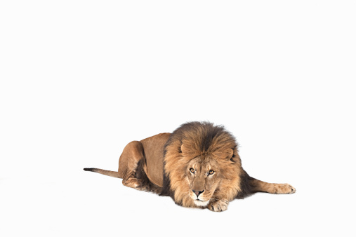 Lion Laying On A White Background In Studio Stock Photo Getty Image